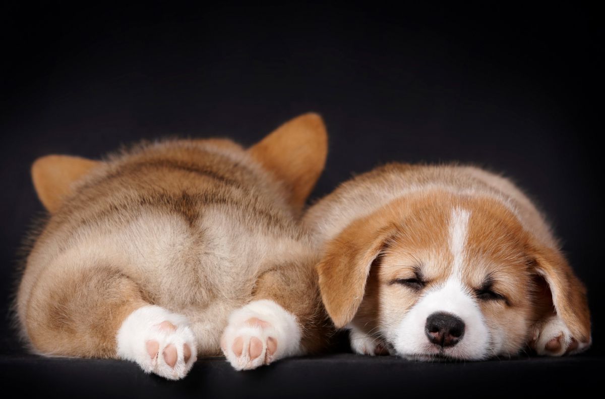Corgi puppy´s slapend