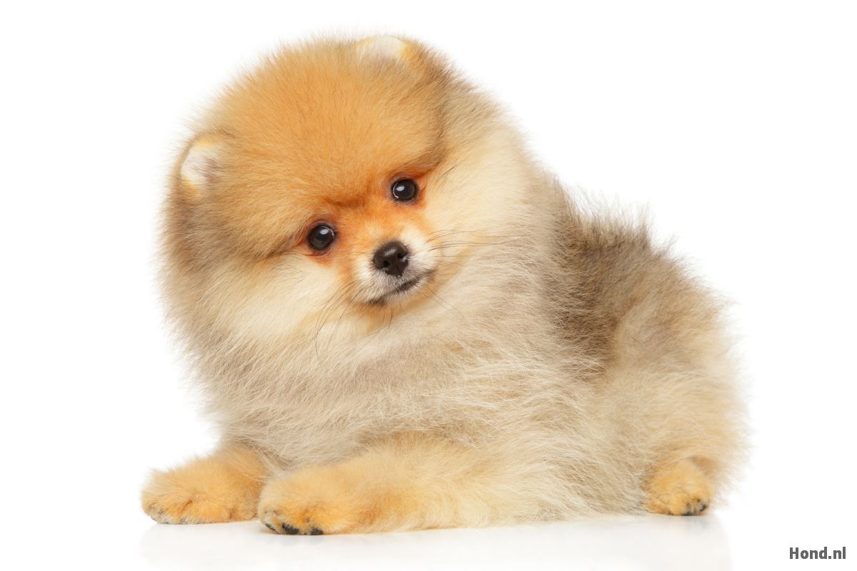 Dwergkeeshond puppy