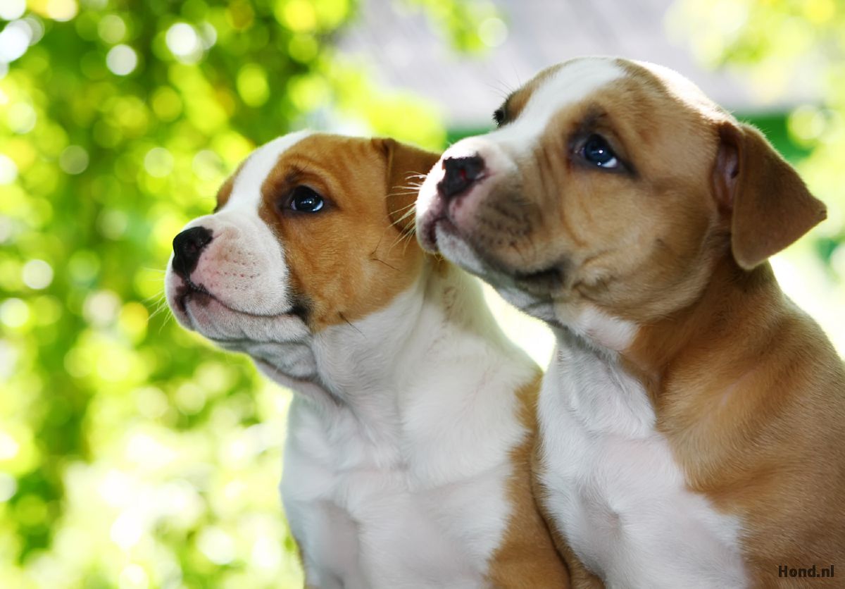 Engelse Stafford puppy's