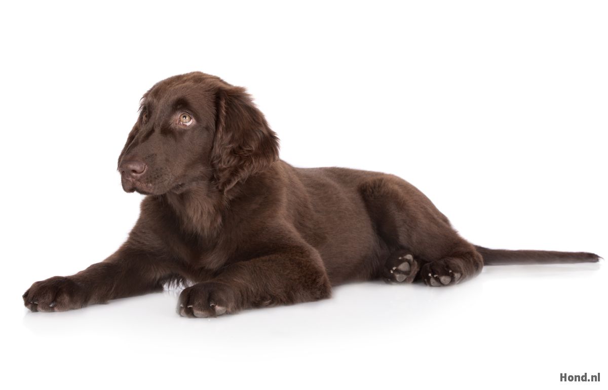 Flat-Coated Retriever puppy liggend