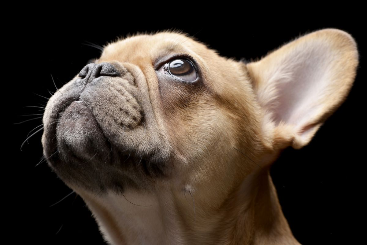 Franse Bulldog close up