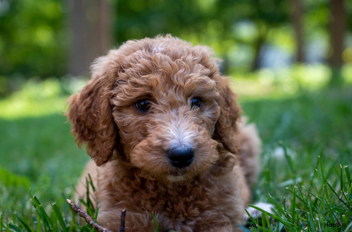 Goldendoodle puppy close up