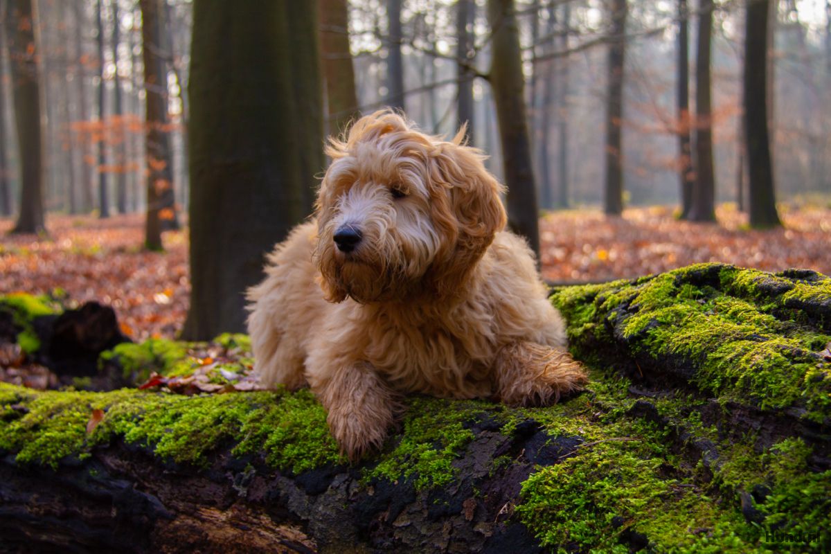 Goldendoodle in een bos