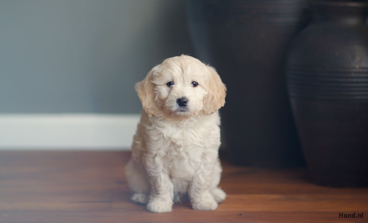 Goldendoodle puppy