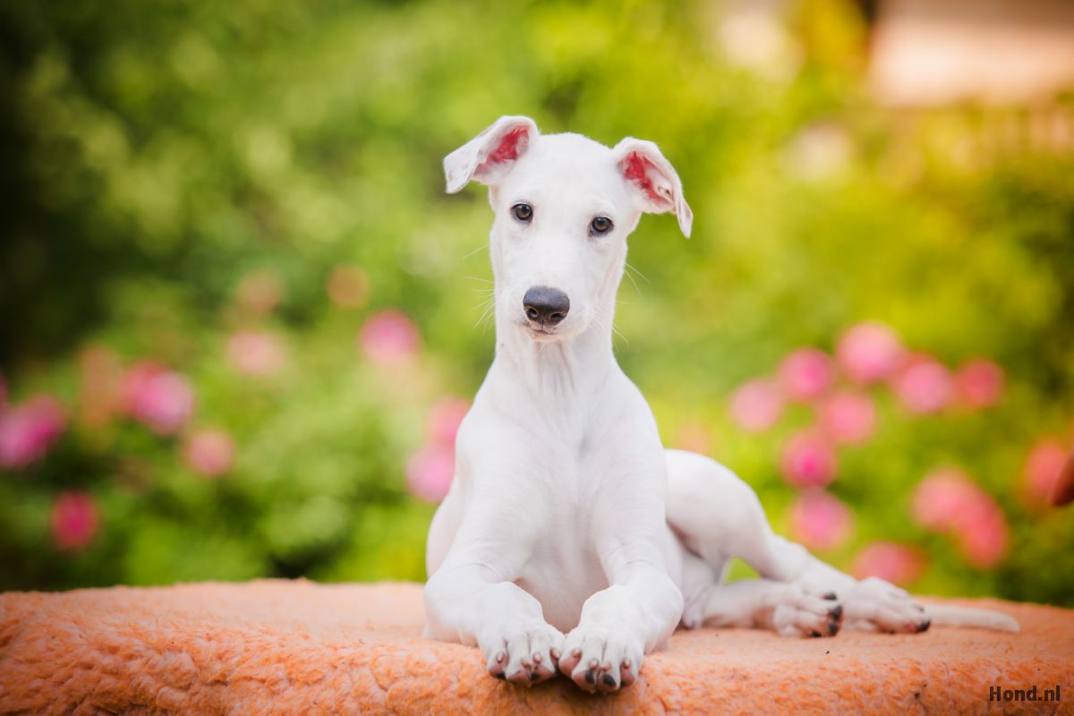 Greyhound liggend op een kleedje 