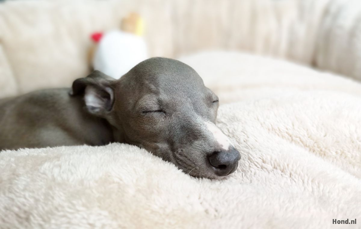 Greyhound slapend