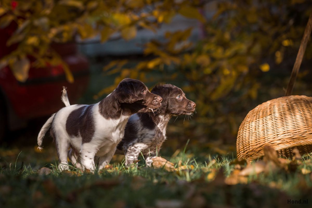 Heidewachtel puppy's buiten