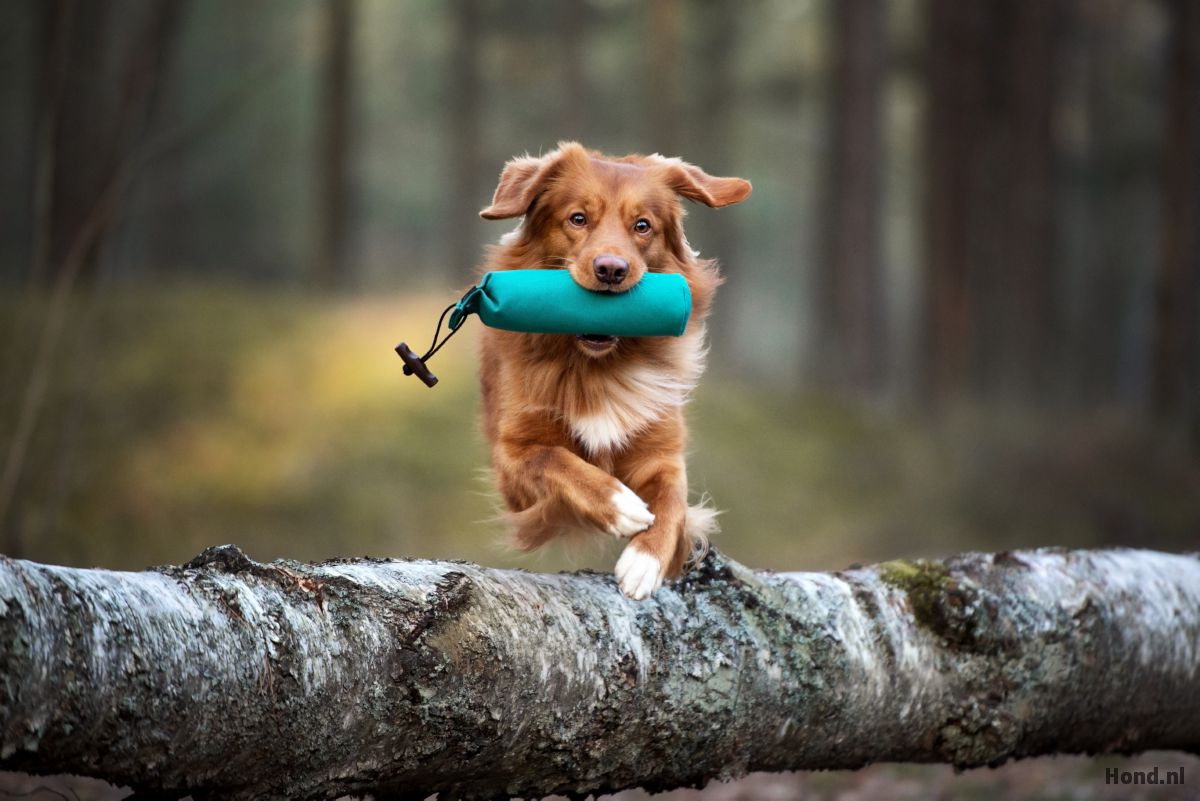 Hond haalt speeltje