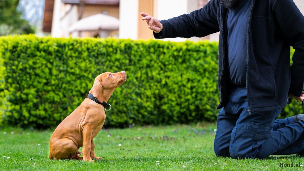 Hond training zittend