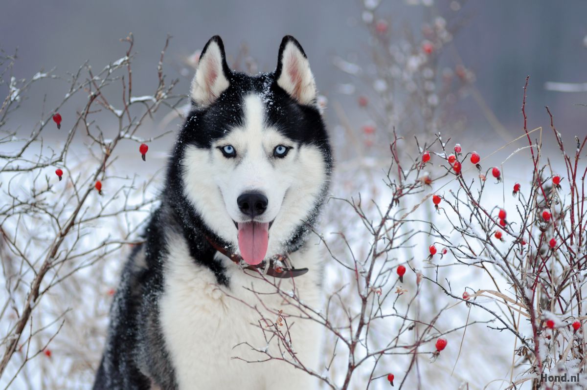 Husky in de sneeuw