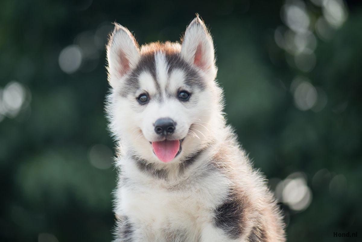 Husky puppy close up