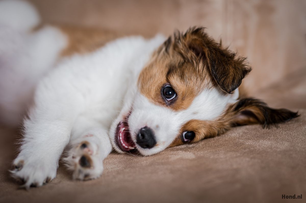 Kooikerhondje puppy