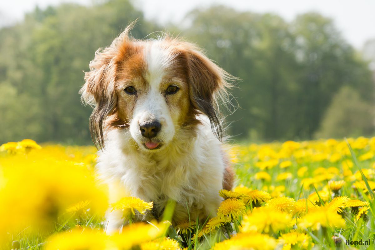 Kooikerhondje tussen de bloemen