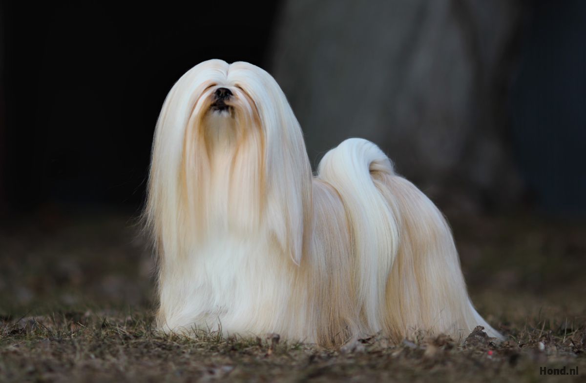 Lhasa Apso lang haar
