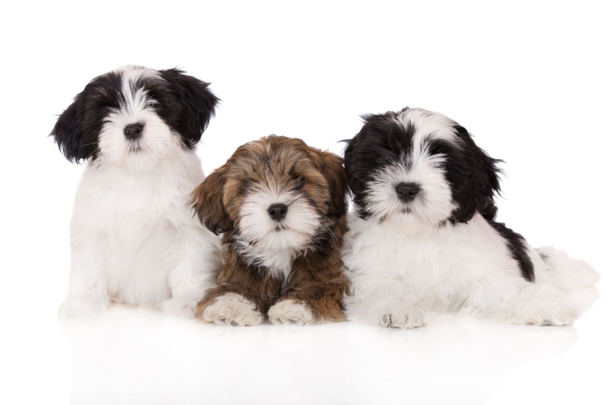 Lhasa Apso puppy´s