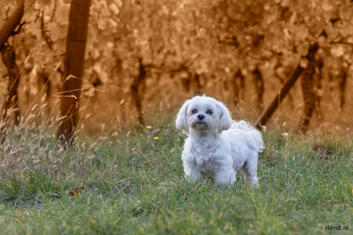 Maltezer in het bos