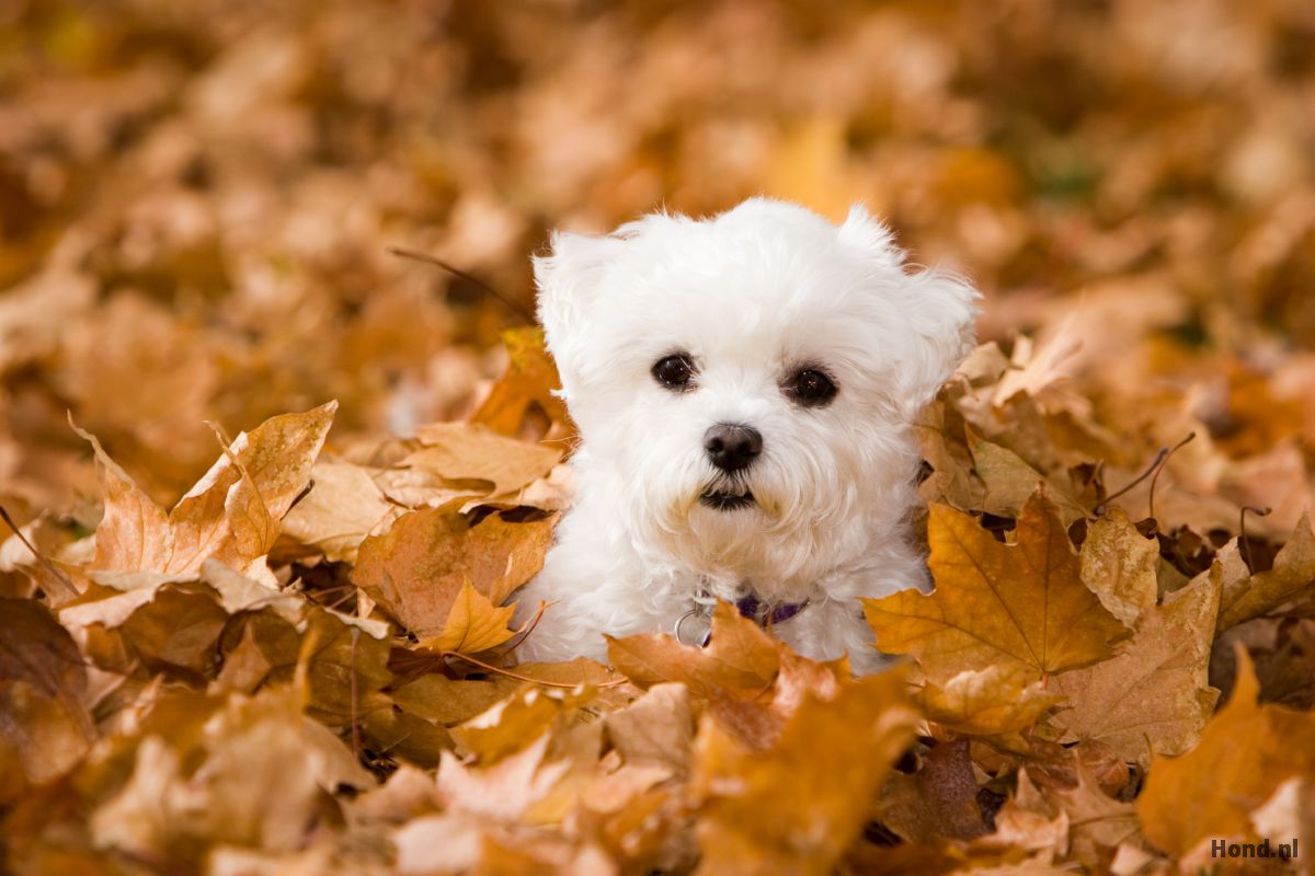Maltezer puppy tussen de bladeren