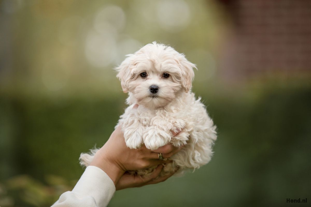 Maltipoo puppy vastgehouden 