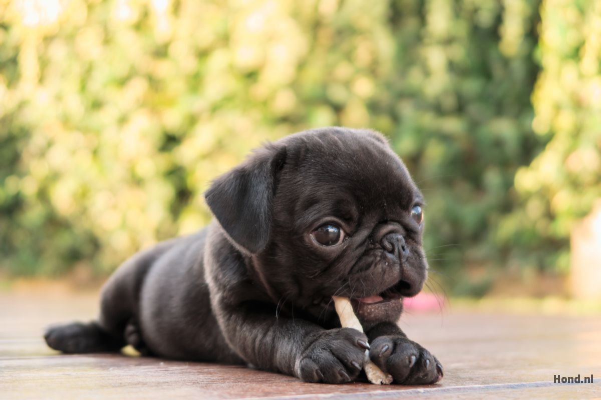 Mopshond puppy etend 