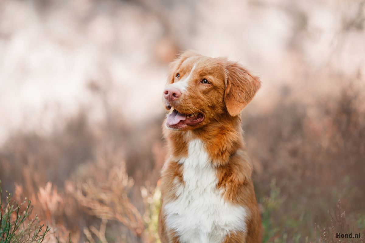 Nova Scotia Duck Tolling Retriever close up