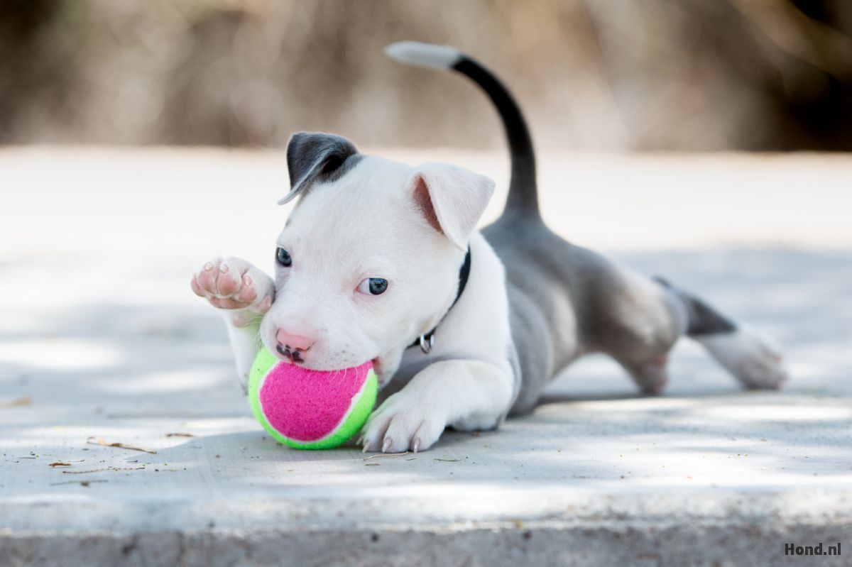 Pitbull spelend met een balletje 