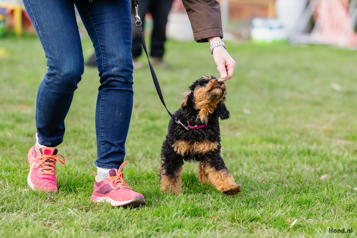 Puppy krijgt snoepje tijdens het uitlaten
