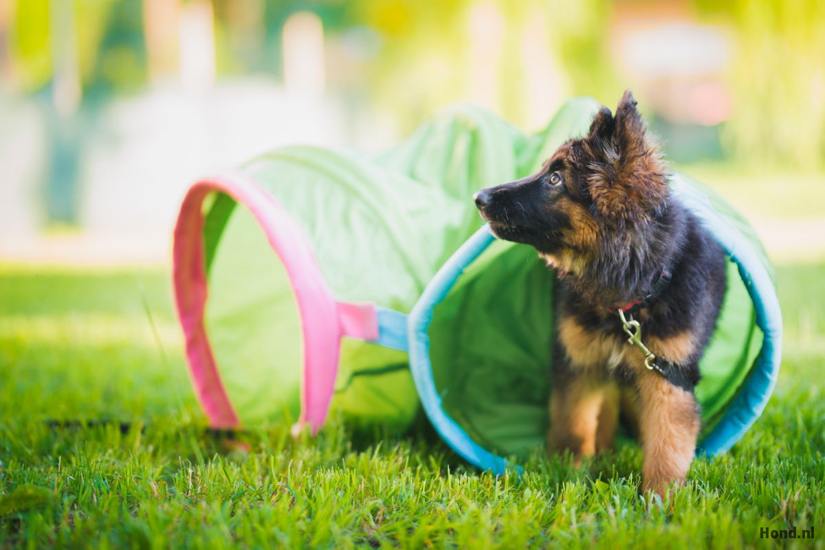 Puppy training