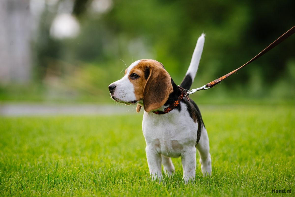 Puppy wordt uitgelaten