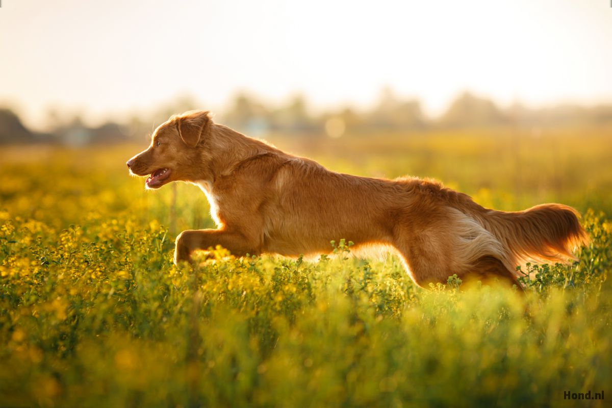 Rennende Nova Scotia Duck Tolling Retriever
