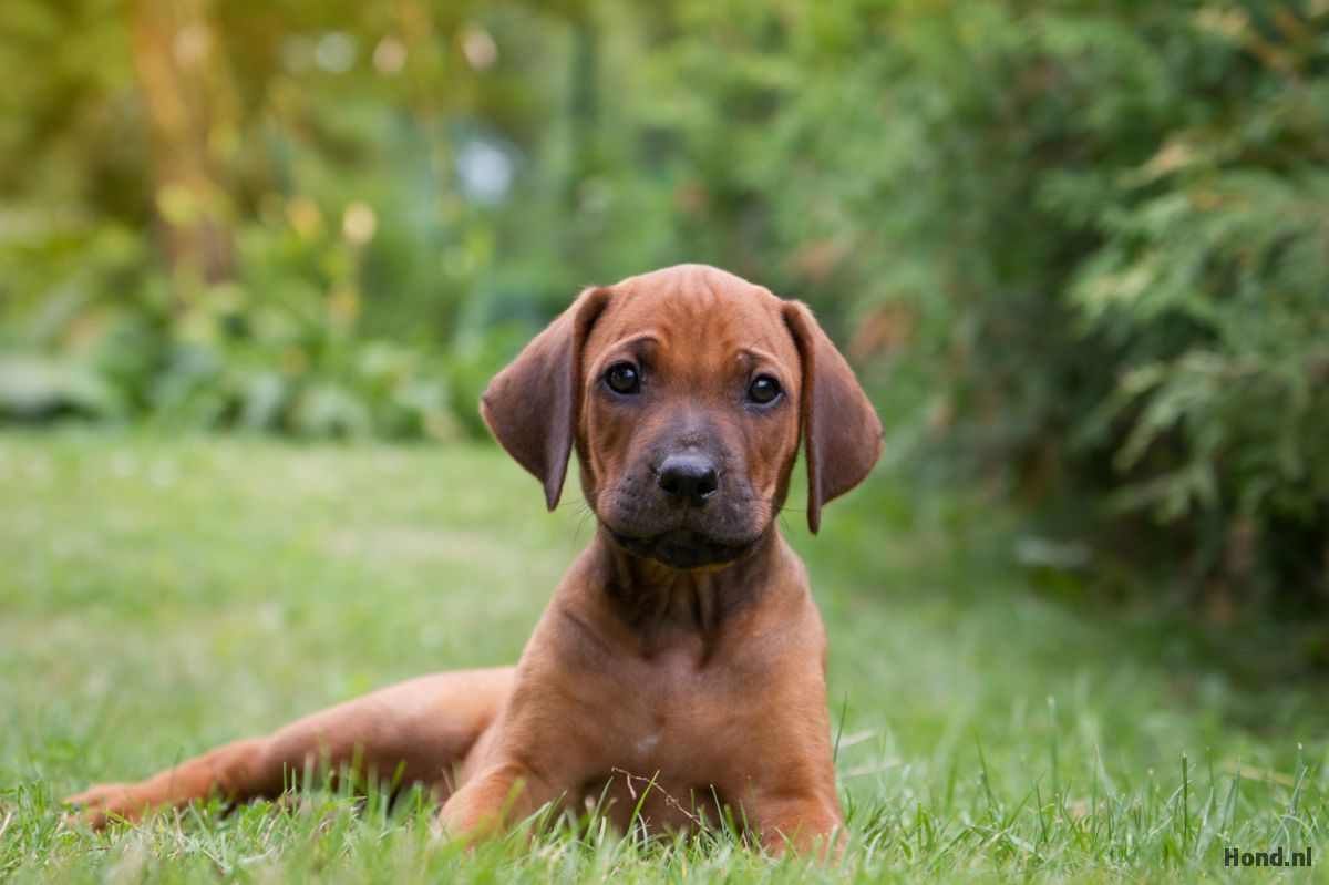 Rhodesian Ridgeback puppy in een grasveld