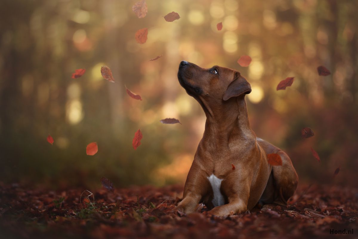 Rhodesian Ridgeback tussen de bladeren