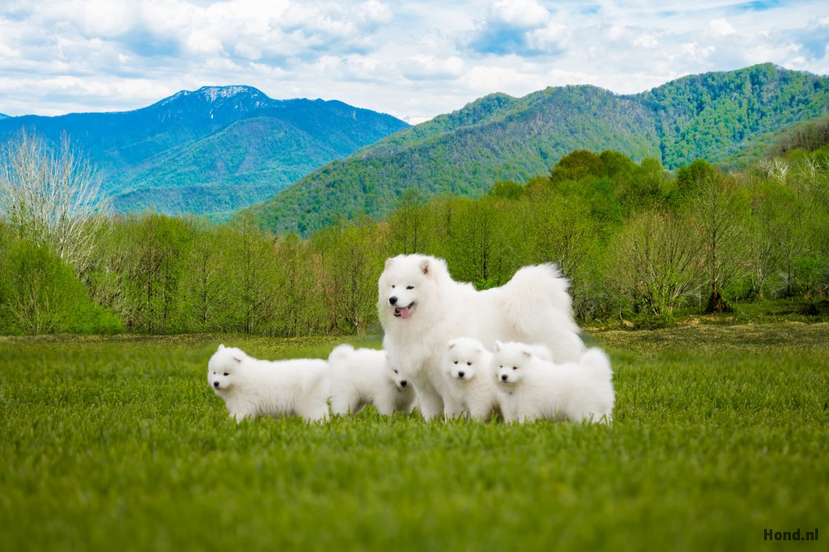 Samojeed met puppy´s in het gras