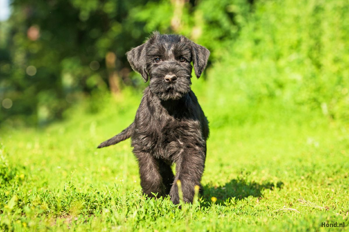 Schnauzer puppy rennend in grasveld