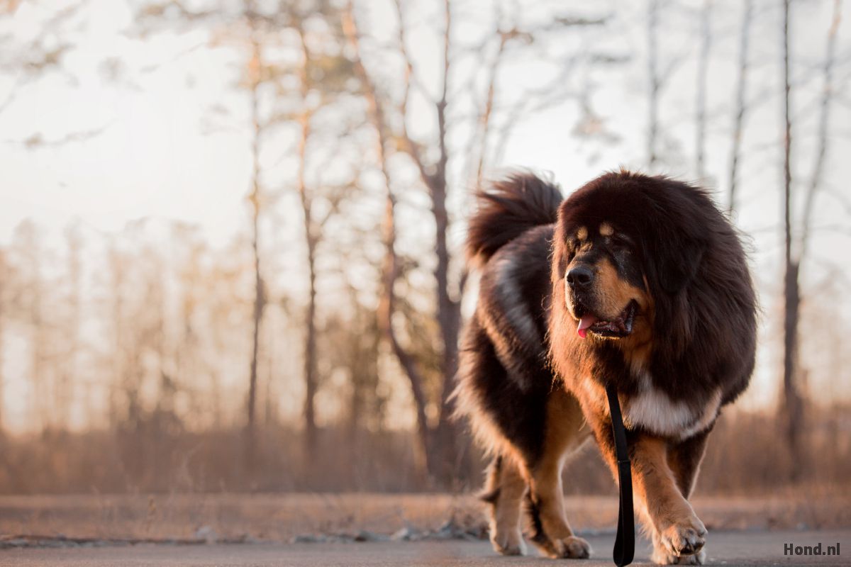 Tibetaanse Mastiff lopend