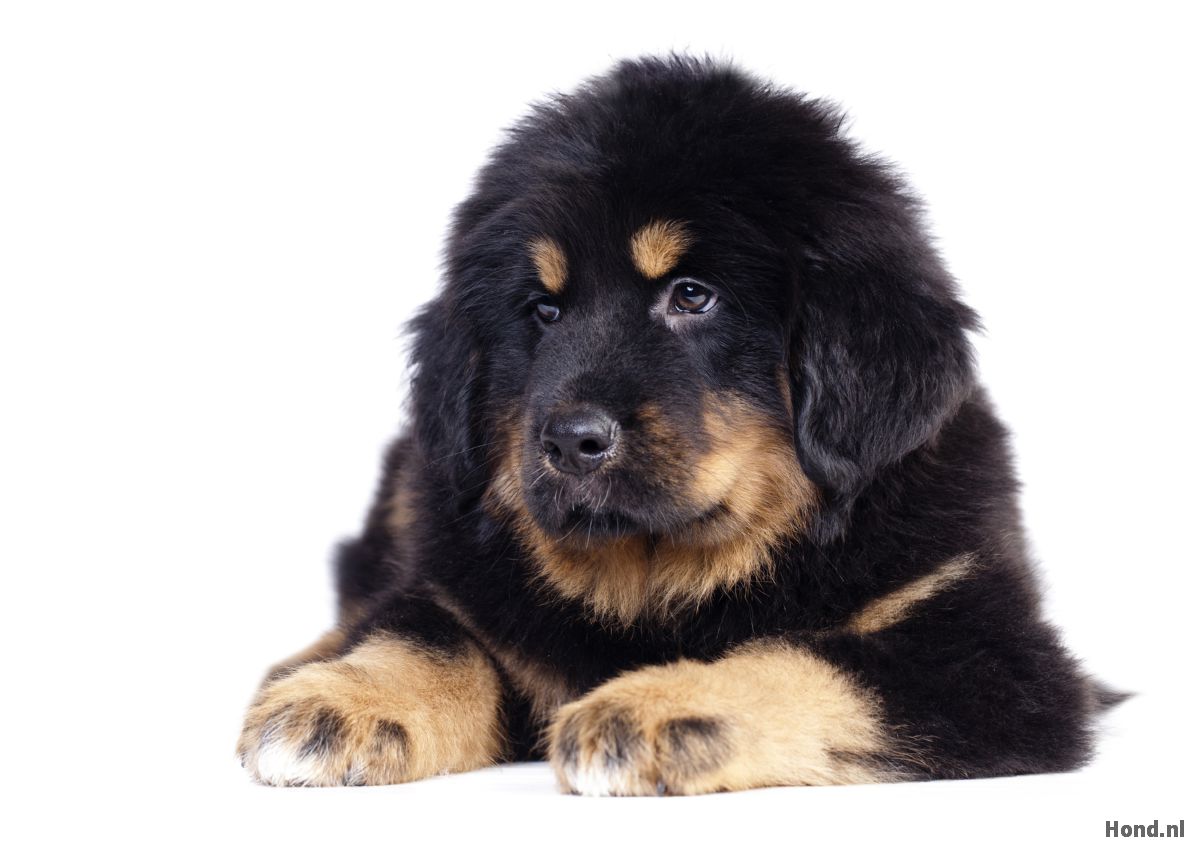 Tibetaanse Mastiff puppy liggend