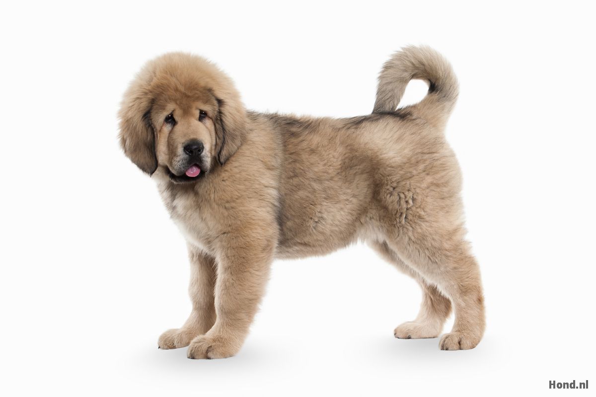Tibetaanse Mastiff puppy staand