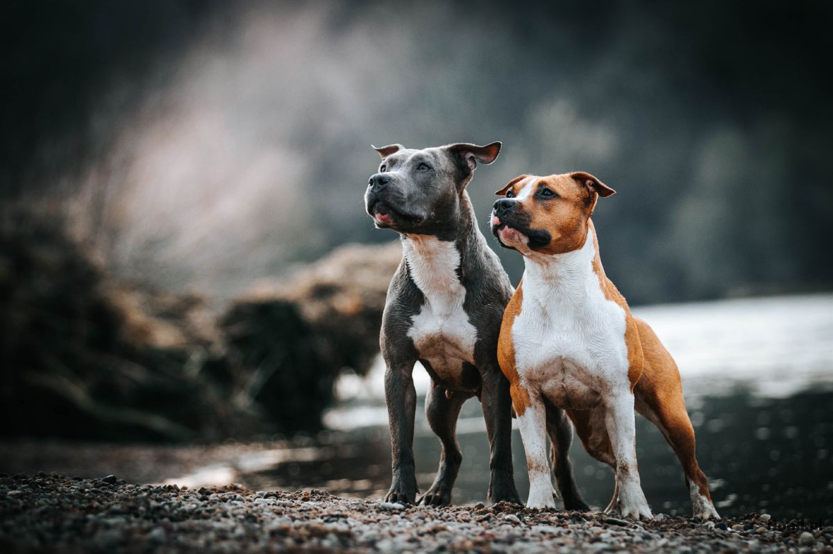 Twee Amerikaanse Stafford honden