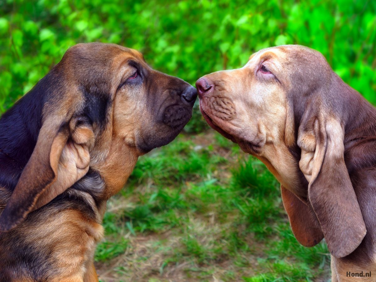 Twee Bloedhonden