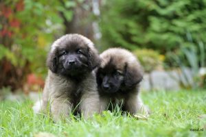 Twee Leonberger puppy´s