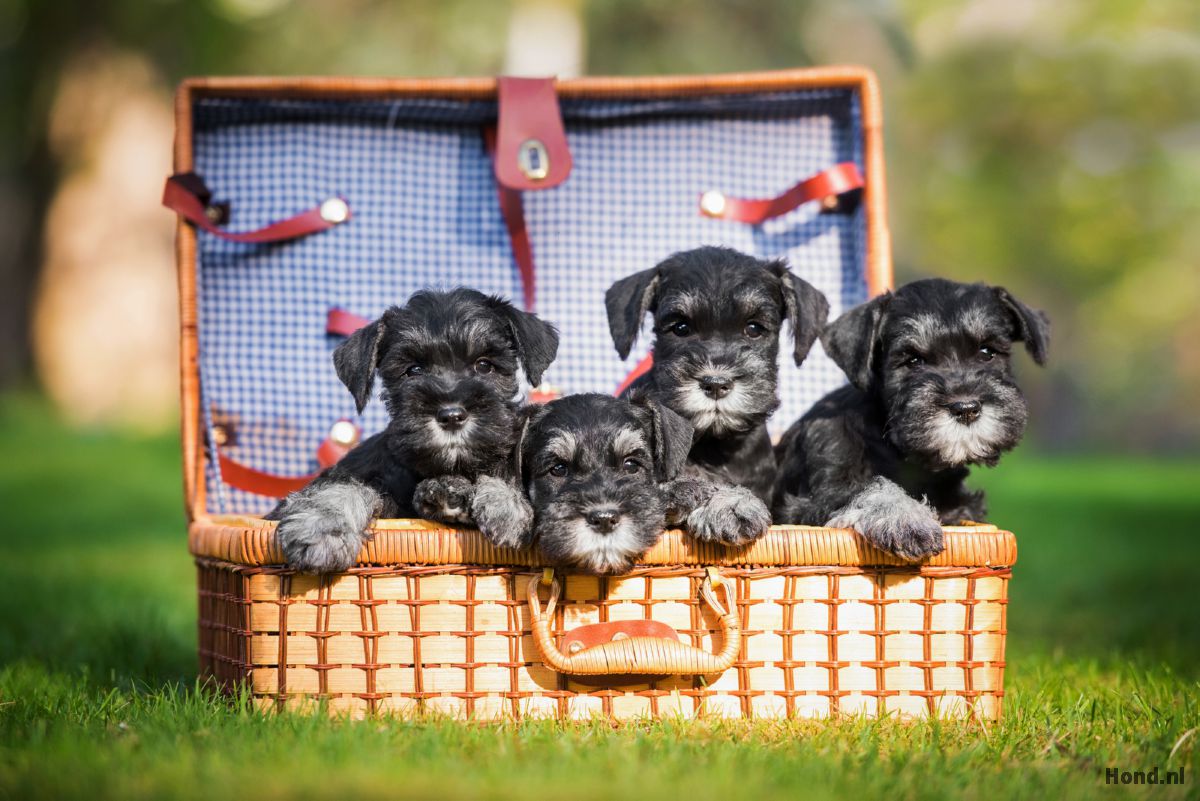 Vier Schnauzer puppy's in een mandje