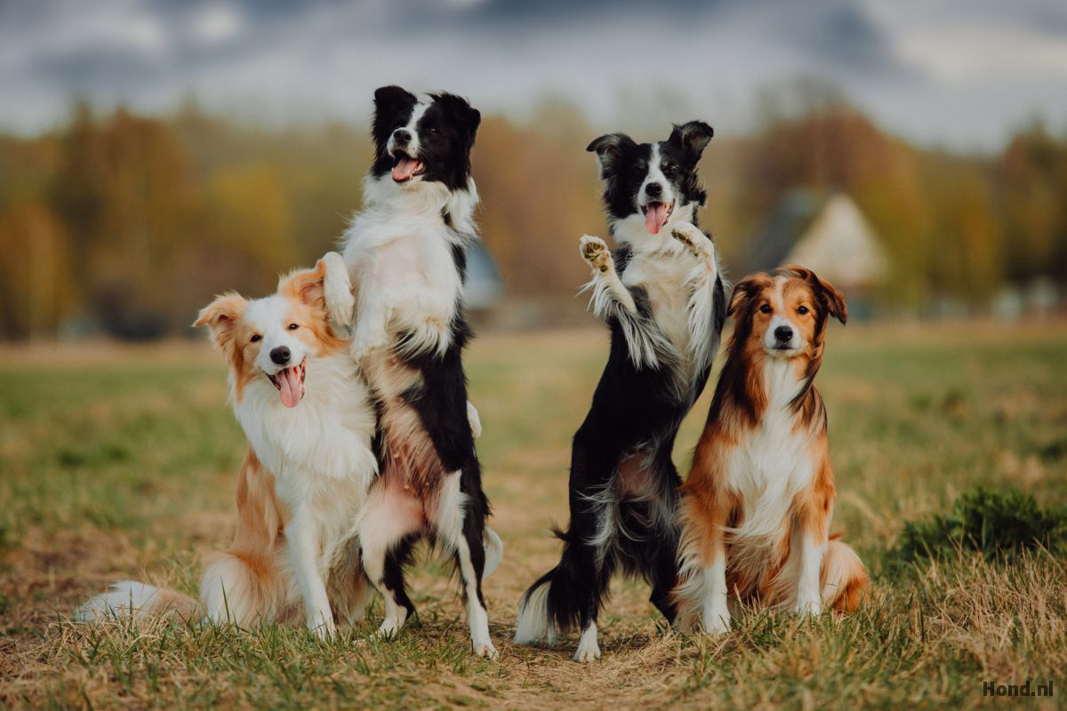 Vier honden in een veld