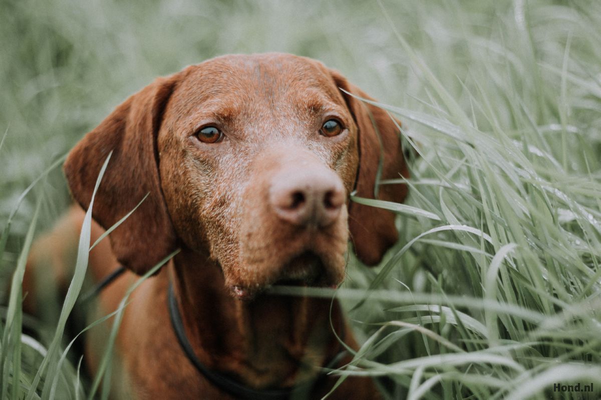 Vizsla close up