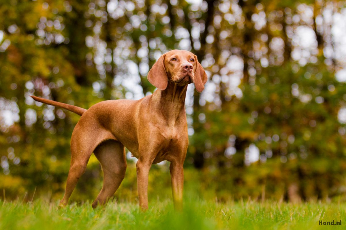 Vizsla in het bos