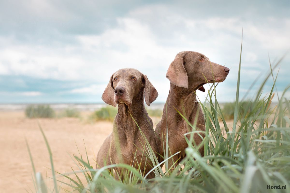 Weimaraner op het strand