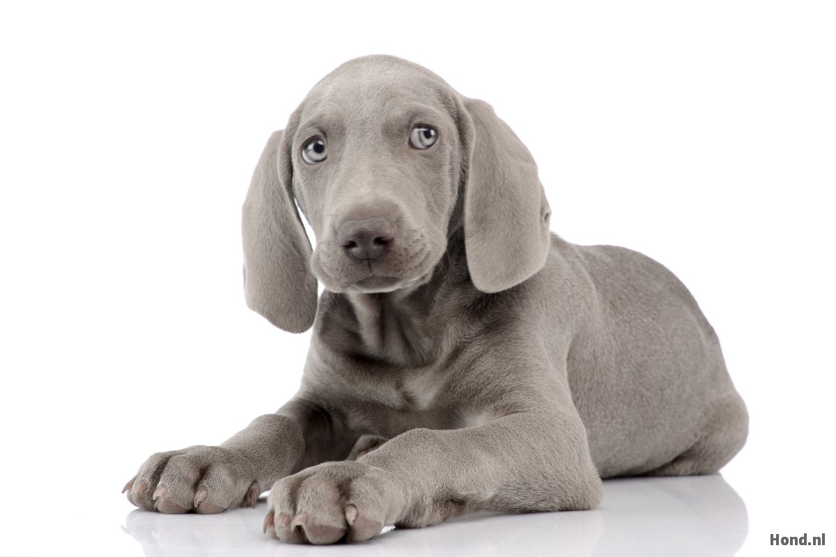 Weimaraner puppy