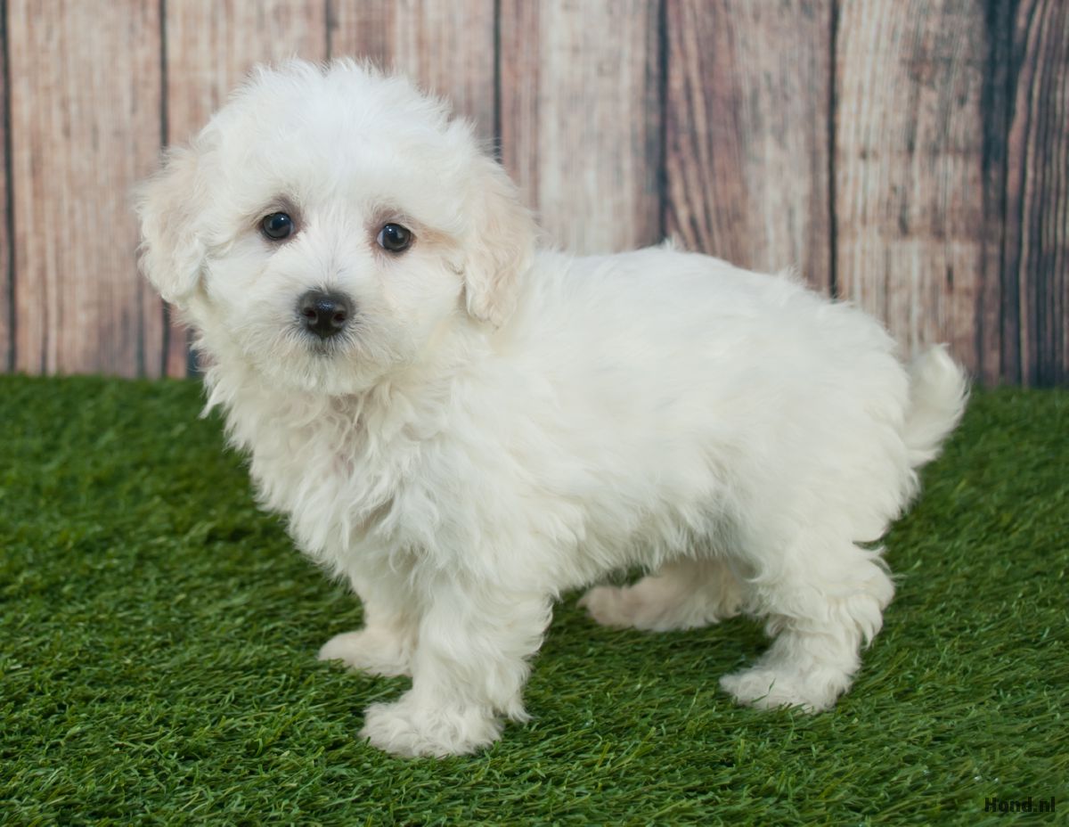 Witte Maltipoo