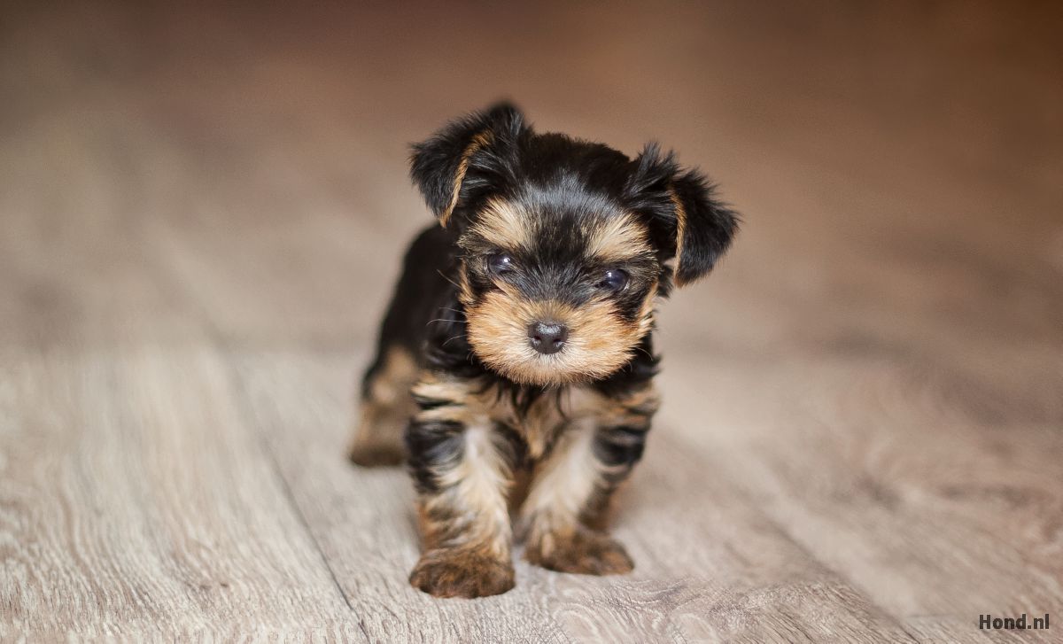 Yorkshire Terriër puppy