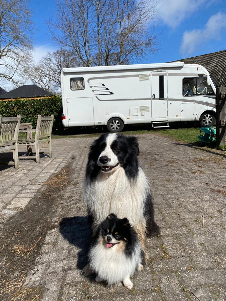 Zittende pomeriaan en border collie