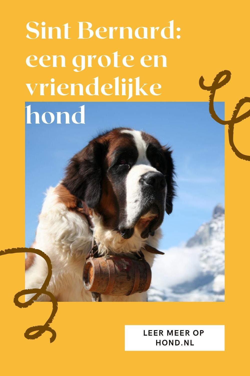 Sint Bernard
