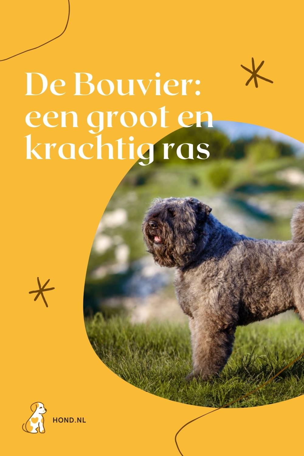 Bouvier